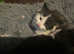 4 lovely mixed breed kittens