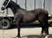 2 year old gelding to make 14.2hh