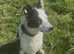 Beautiful Merle & black/ white collie pups reasy to reserve