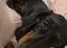 Miniature Dachshund