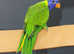 Rainbow Lorikeet,8