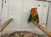 Lovebirds breeding pairs Glasgow