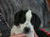 Cockerjacks ready to go now 3 left 1 black girl 2 black and white boys