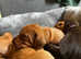 Hungarian Vizsla X Weimaraner puppies