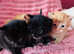 Kittens for sale