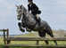Stunning 16.2hh Irish draught x cob gelding