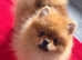Last boy Pomeranian