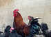 French copper marans hatching eggs