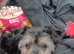 14 week old female chihuahua/yourkshire terrier
