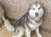 7month old kc registered  female alaskan  malamute