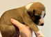 KC Registered Whippet Puppies