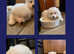 Samoyed puppies