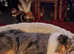 Wanted Rough collie/Shetland sheepdog or Blue Merle wanted