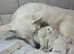 Last  KC registered WSS girl available