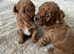3 male Red Toy poodles