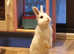 Male young blanc de hotot cross lionhead