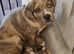 Neopolitan cross mastiff