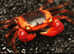 Red Apple Crabs at Birmingham Reptiles
