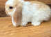 MINI LOP BUNNIES - PEDIGREE