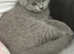 British Shorthair kittens Blue and Lilac
