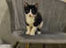 Burmese/ ragdoll male and female for sale