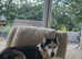 Stunning Siberian Husky Pups for sale.
