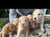 Stunning golden retriever puppies ready to leave 23rd may