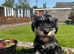 Miniature schnauzer puppies for sale