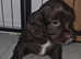 9wk old Cocker Spaniels Puppies