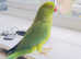 Stunning young baby Indian ringnick parrot