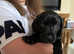 NOW ONLY 1 FEMALE AVAILABLE Corso/lab pups for sale