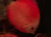 Discus Fish