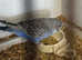 Baby budgies, two months old , semi tame