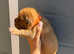 Dogue de bordeaux show quality puppies