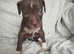 American Bulldog puppies