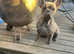 Blue brindal french bulldog