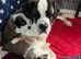 KC Registered Saint Bernard