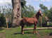 FLASHY FILLY 1year old