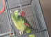 GREEN AMAZON blue Crested Parrot (TOBY)