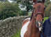 11yr old Gelding Cob x Trotter