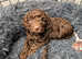 Stunning Cockerpoo puppies