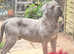 Beautiful merle neapolitan mastiff x