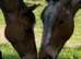 Belgium draft gelding