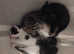 Four beautiful playful kittens-ready now