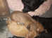 REDUCED! KC registered show quality shaded red miniature dachshund pups
