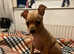 Russian toy terier puppies