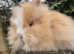 Two Lionhead rabbits for sale
