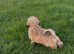 Lhasa apso