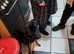 Crossbreed labrador mix