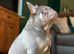 Lilac and tan health tested kc registered male